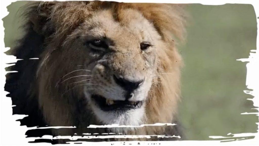 FinTech platform Bidwedge announces partnership with Born Free Foundation - Unused foreign currency gives rescued big cats a 